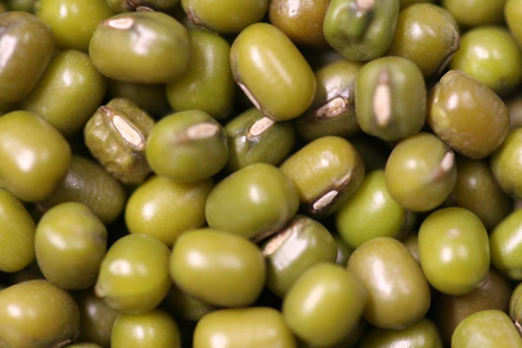 Ilustrasi kacang hijau: closeup
